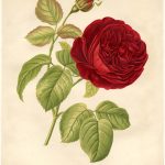 10 Free Vintage Roses Images   Gorgeous!   The Graphics Fairy   Free Printable Roses