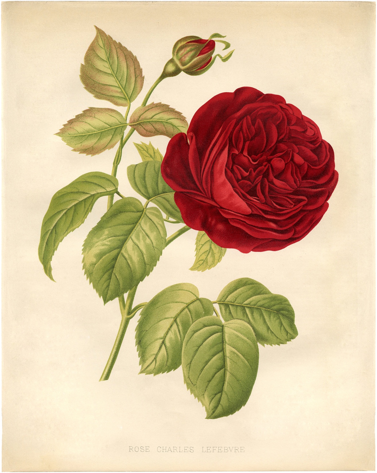 10 Free Vintage Roses Images - Gorgeous! - The Graphics Fairy - Free Printable Roses