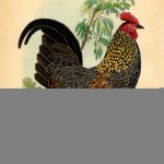 14 Rooster Images!   The Graphics Fairy   Free Printable Pictures Of Roosters