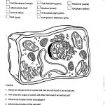 31 Plant Cell Coloring Pages Plant Cell Coloring 3 – Free Coloring   Free Printable Cell Worksheets