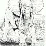 African Animals Coloring Pages | Free Printable Pictures   Free Printable Realistic Animal Coloring Pages