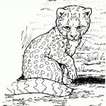 Baby Cheetah Coloring Page | Free Printable Coloring Pages   Free Printable Cheetah Pictures