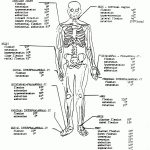 Coloring Pages Ideas: Kcnggk96I Coloring Pages Ideas Outstandingtomy   Free Printable Anatomy Pictures
