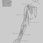Coloring Pages Ideas: Saunders Veterinary Anatomy Coloringok Pdf   Free Printable Anatomy Pictures