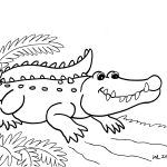Crocodile Coloring Pages   Croc Coloring Pages At Getdrawings Com   Free Printable Pictures Of Crocodiles