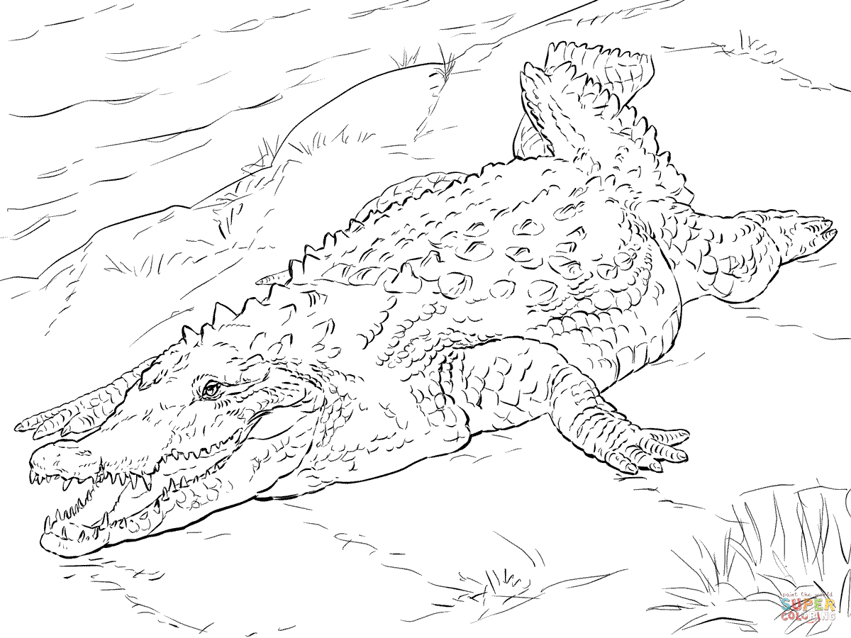 Crocodile Coloring Pages | Free Coloring Pages - Free Printable Pictures Of Crocodiles