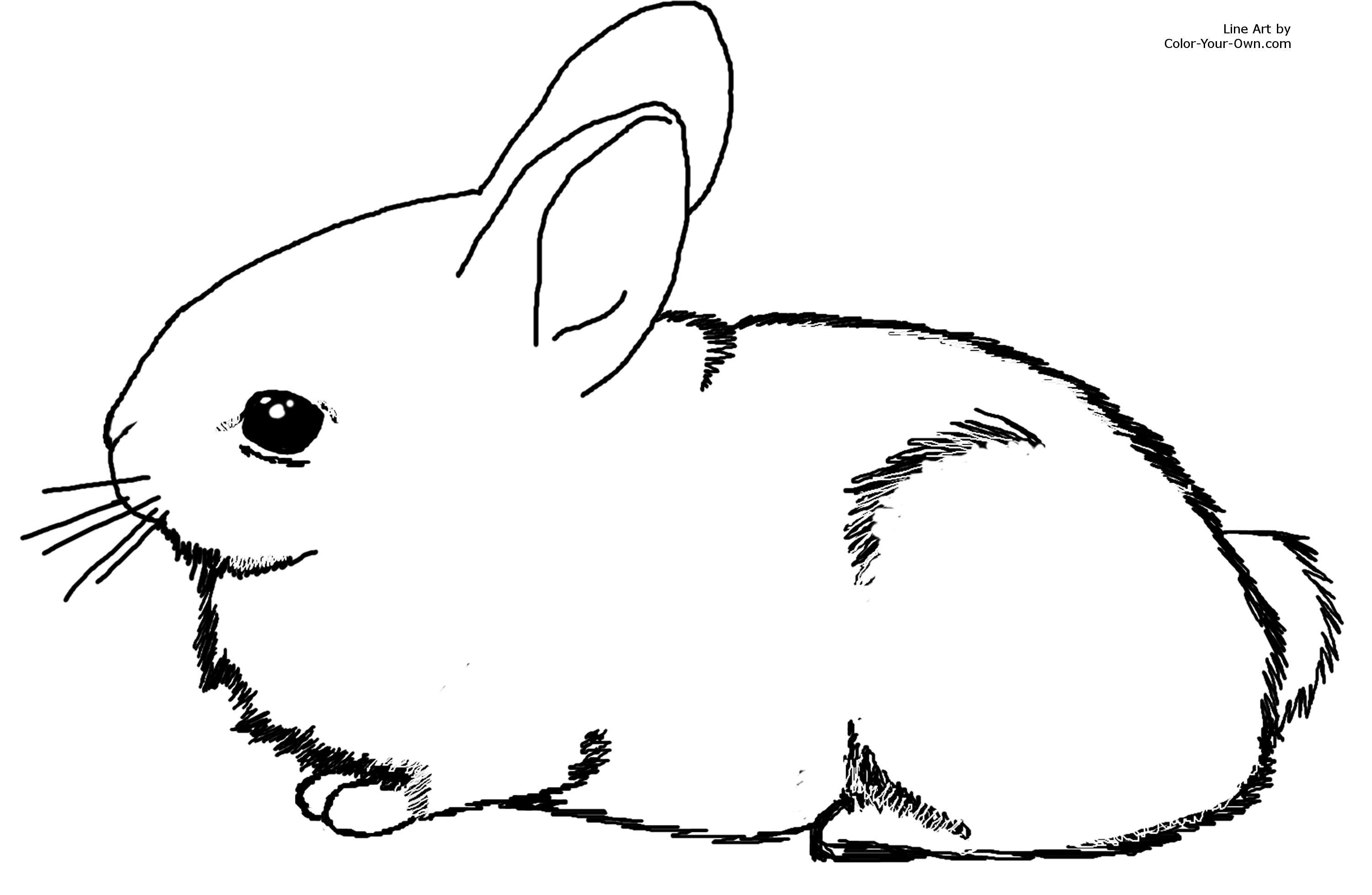 Free Printable Bunny Rabbit Coloring Pages For Kids To Print And - Free Printable Bunny Pictures