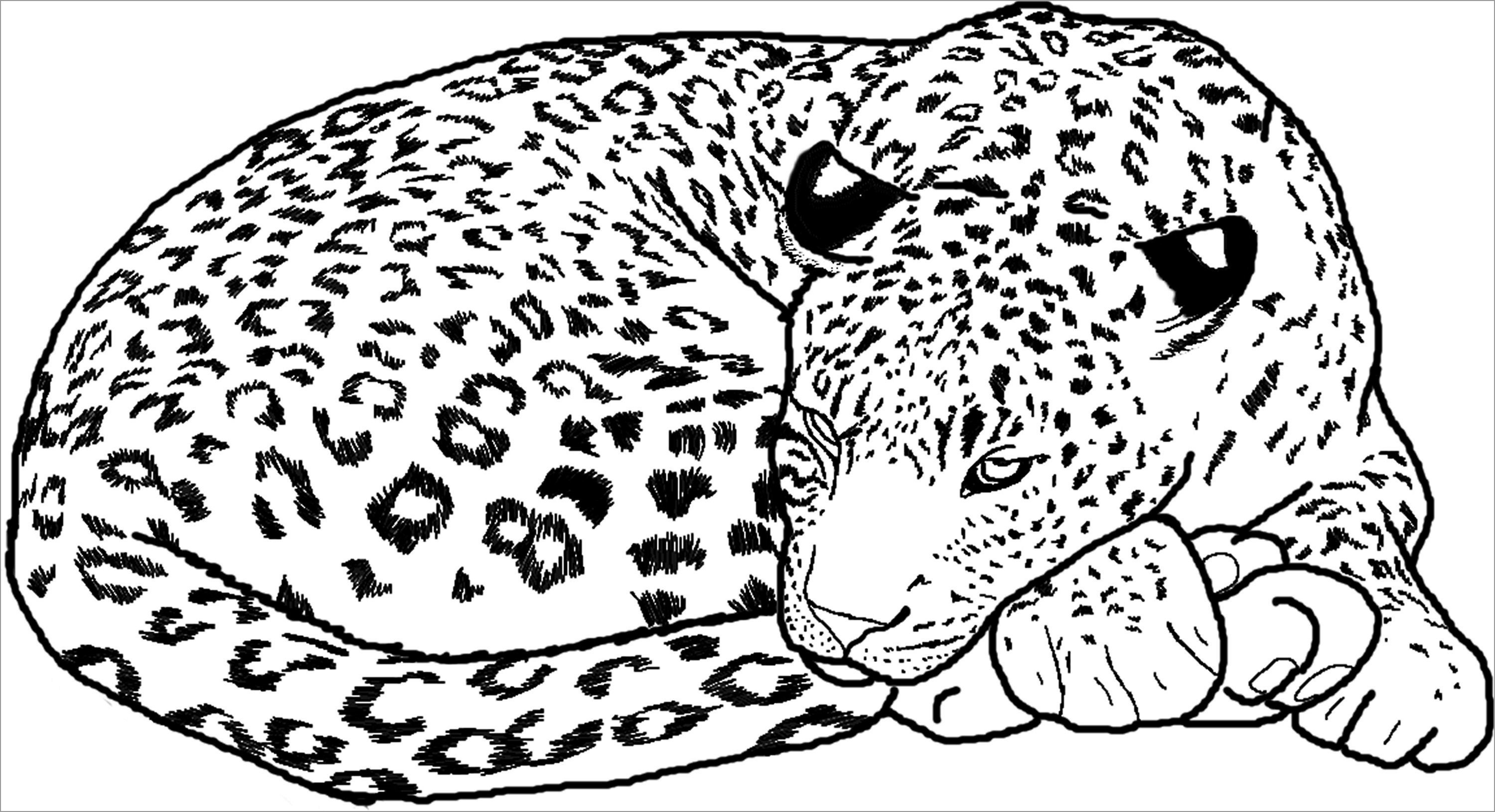 Free Printable Cheetah Coloring Pages For Kids - Coloringbay - Free Printable Cheetah Pictures