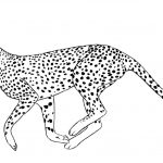 Free Printable Cheetah Coloring Pages For Kids   Free Printable Cheetah Pictures