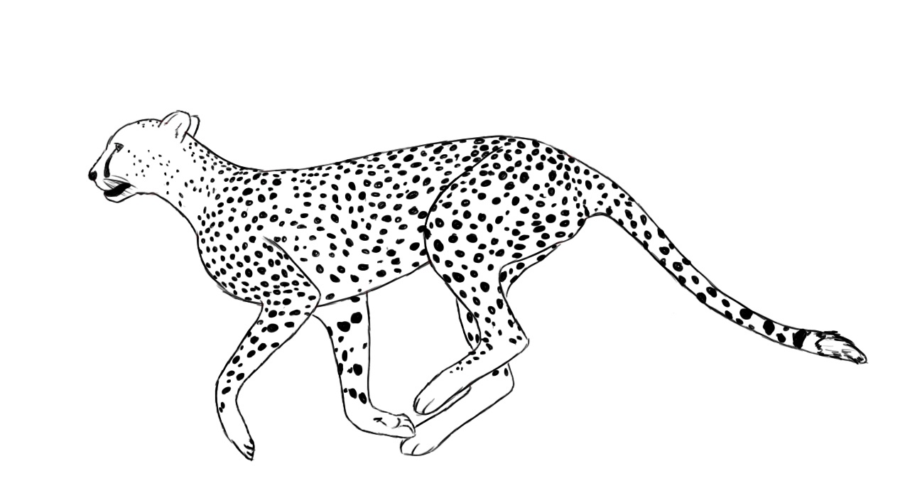 Free Printable Cheetah Coloring Pages For Kids - Free Printable Cheetah Pictures