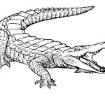 Free Printable Crocodile Coloring Pages For Kids | Ms | Coloring   Free Printable Pictures Of Crocodiles