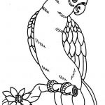 Free Printable Parrot Coloring Pages For Kids | Coloring Pages | Owl   Free Printable Parrot Coloring Pages