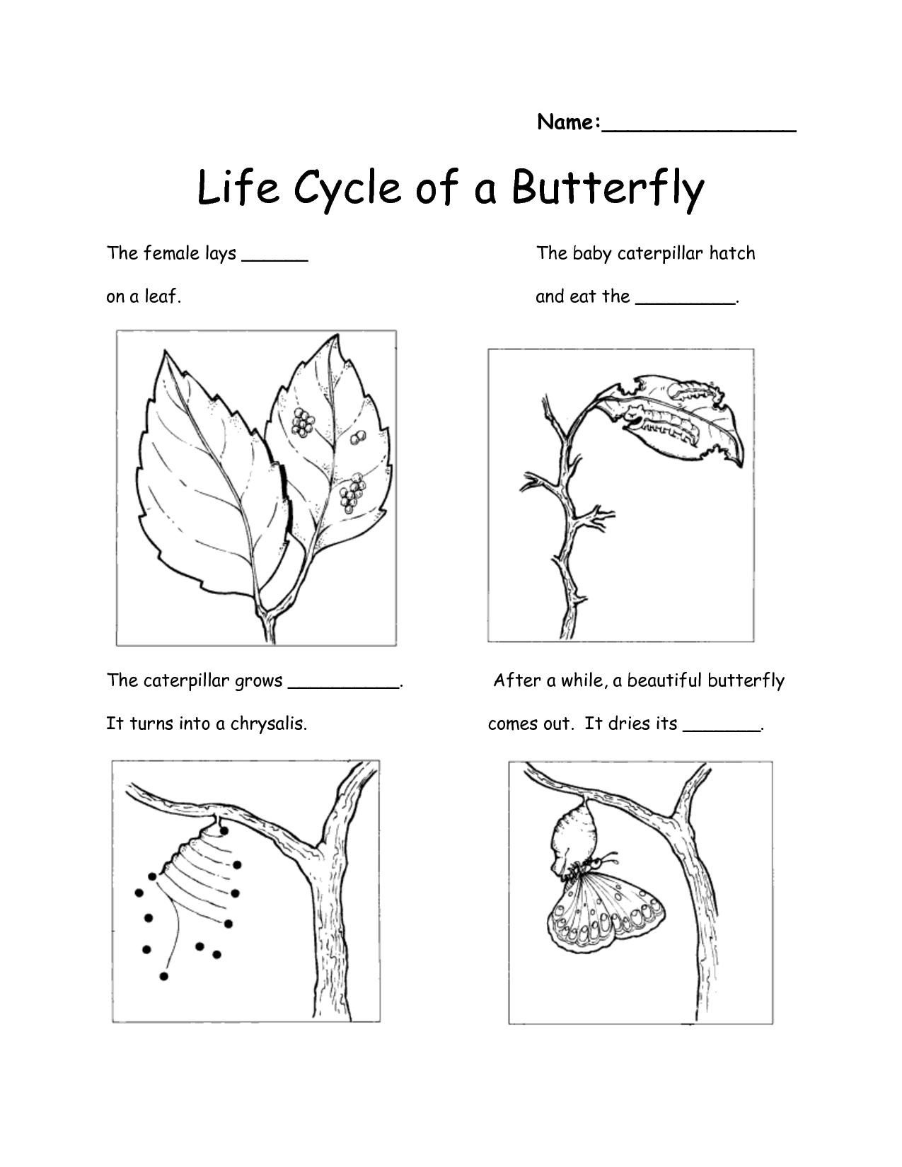 Pinlilsunflower On Coloring Pages Science Worksheets