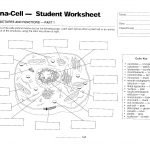 July 30, 2018 – Androidstarter.club   Free Printable Cell Worksheets