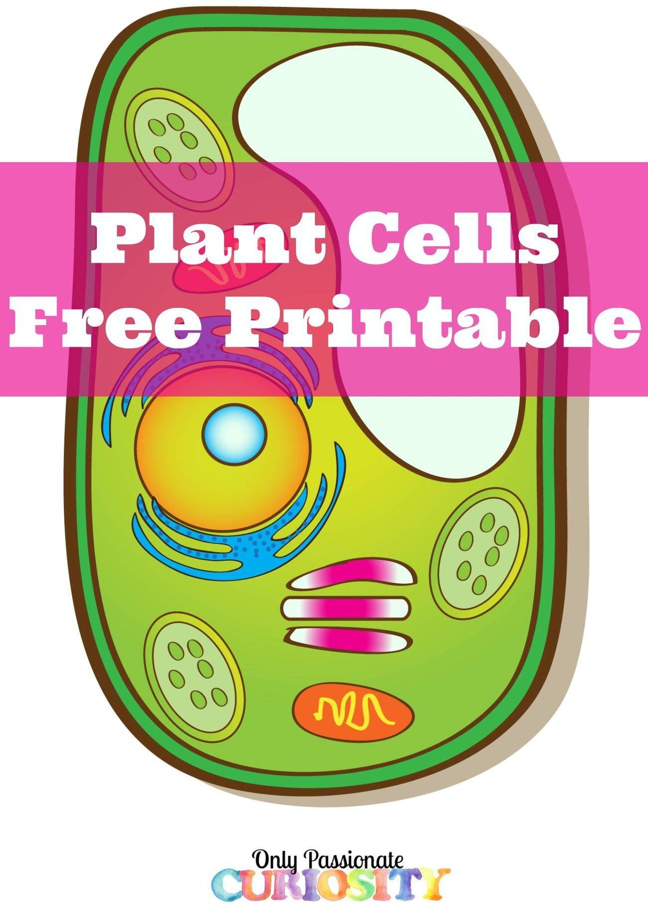 Learning About Plant Cells {Free Printable} - Only Passionate Curiosity - Free Printable Cell Worksheets