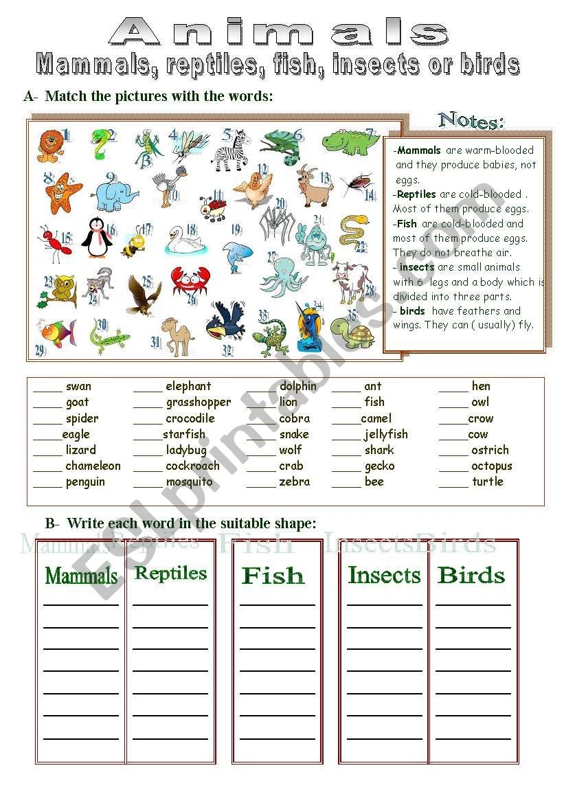 Free Printable Reptile Worksheets | Free Printable