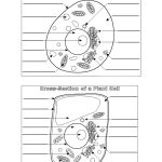 Plant And Animal Cell Diagram Blank | Printable Diagram | Printable   Free Printable Cell Worksheets