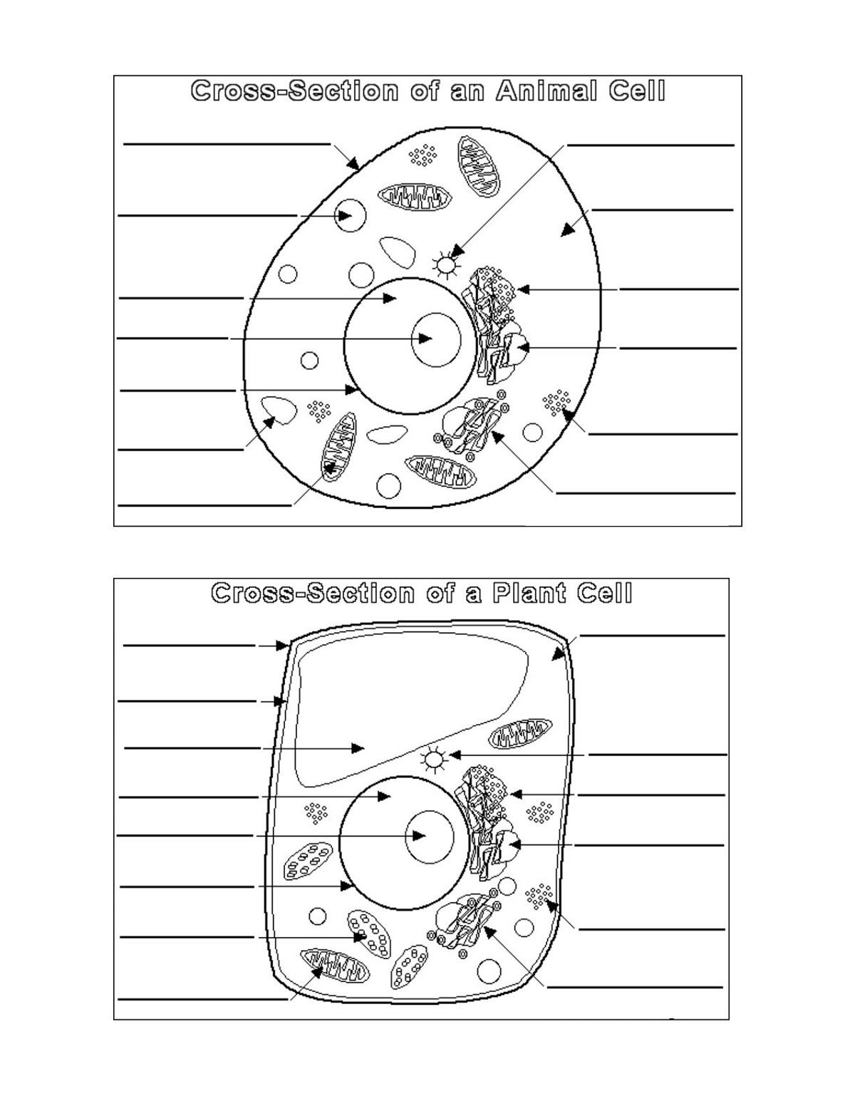 Plant And Animal Cell Diagram Blank | Printable Diagram | Printable - Free Printable Cell Worksheets