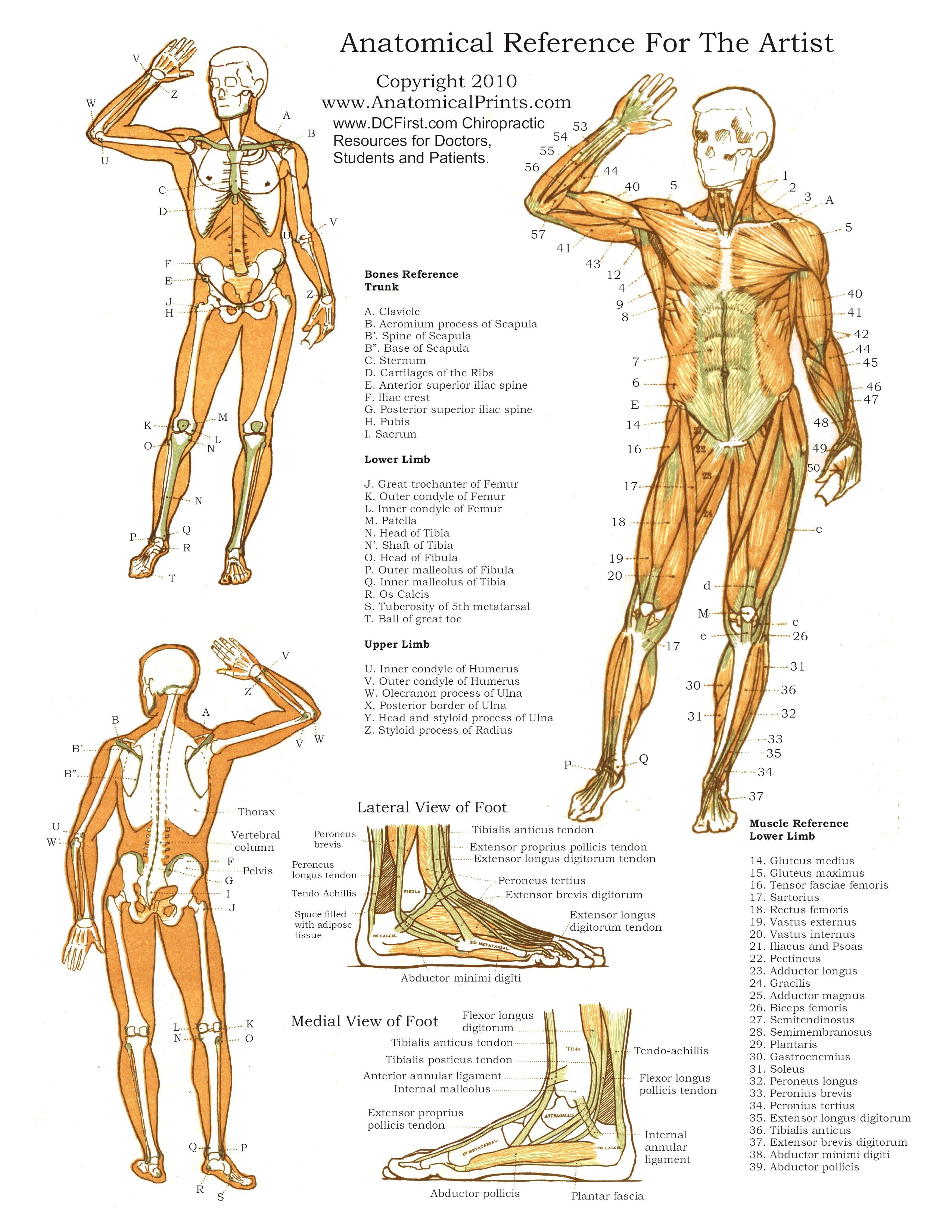 Printable Free Anatomy Study Guides - Free Printable Anatomy Pictures