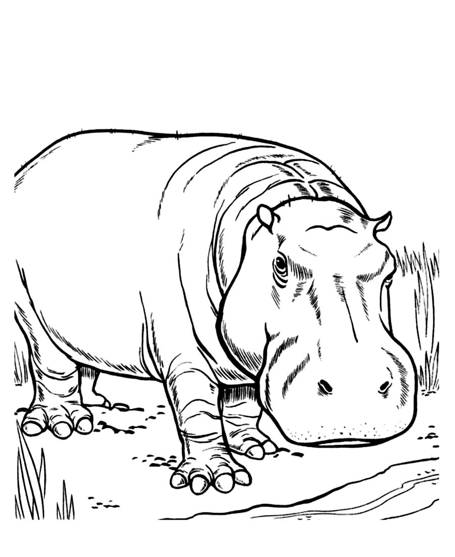 Printable Hippo Coloring Pages | Coloringme - Free Printable Hippo Coloring Pages