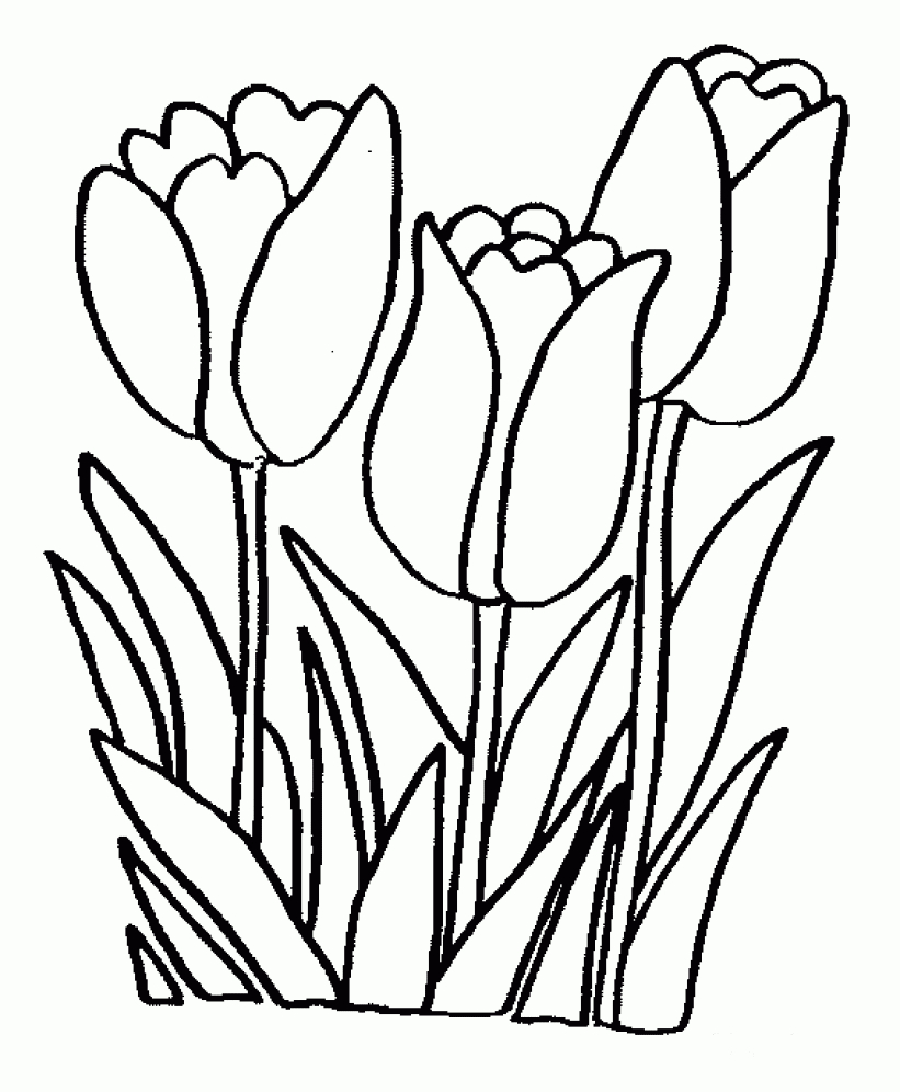 Printable Tulip Coloring Pages