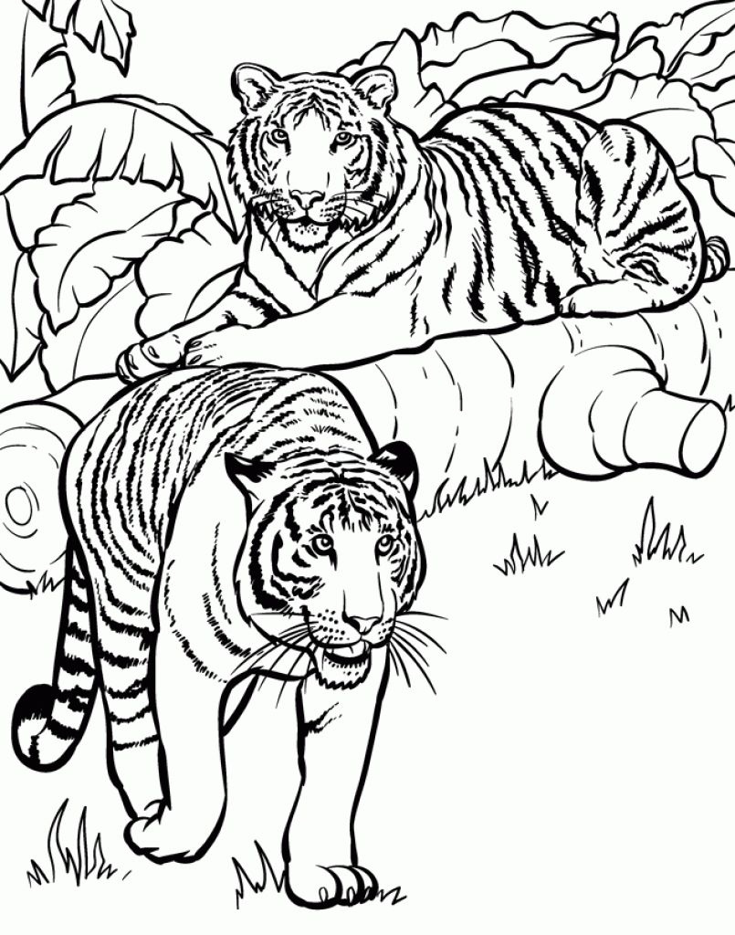 Realistic And Detailed Coloring Page Of Tiger For Older Kids - Free Printable Realistic Animal Coloring Pages