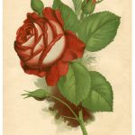 Red Rose Vintage Printable   The Graphics Fairy   Free Printable Roses