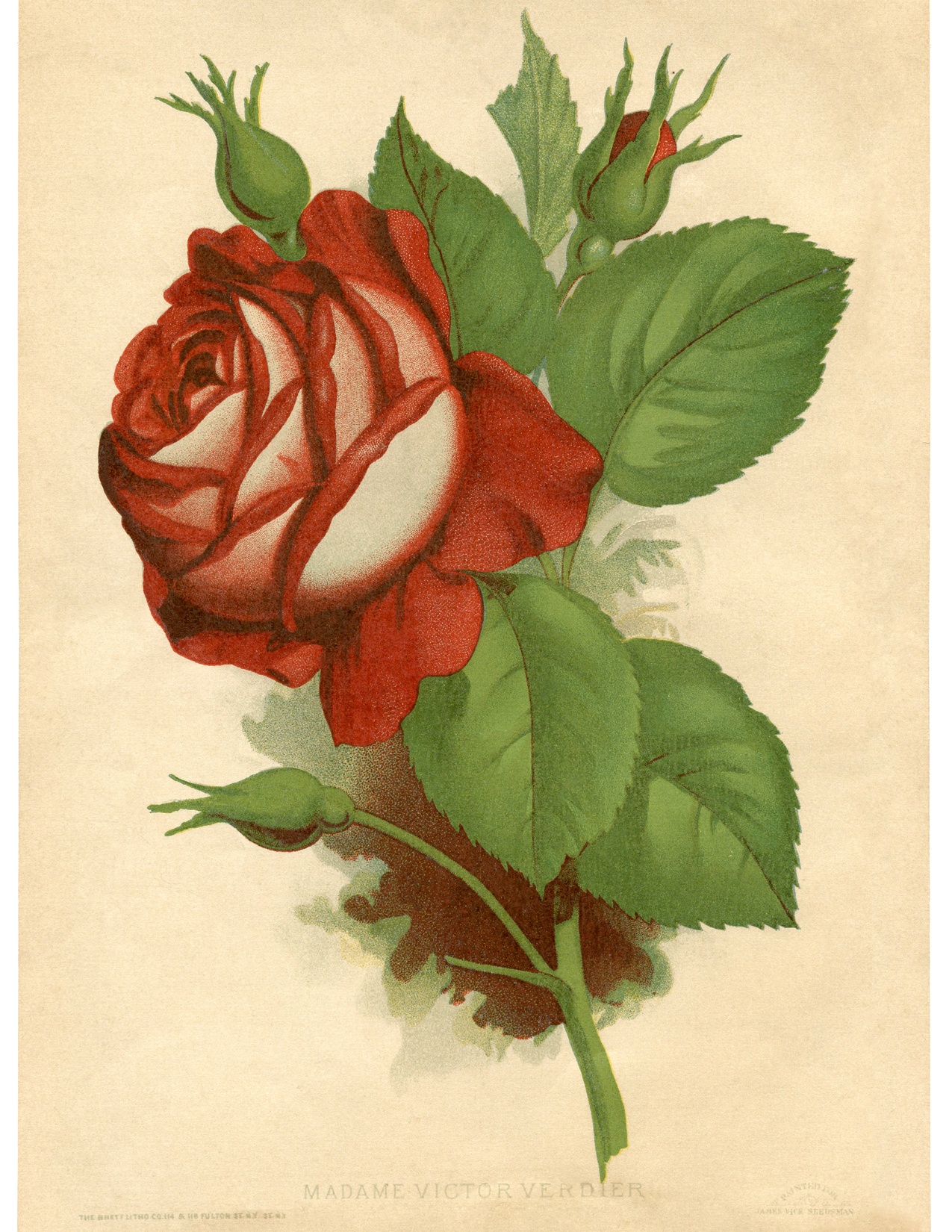 Red Rose Vintage Printable - The Graphics Fairy - Free Printable Roses