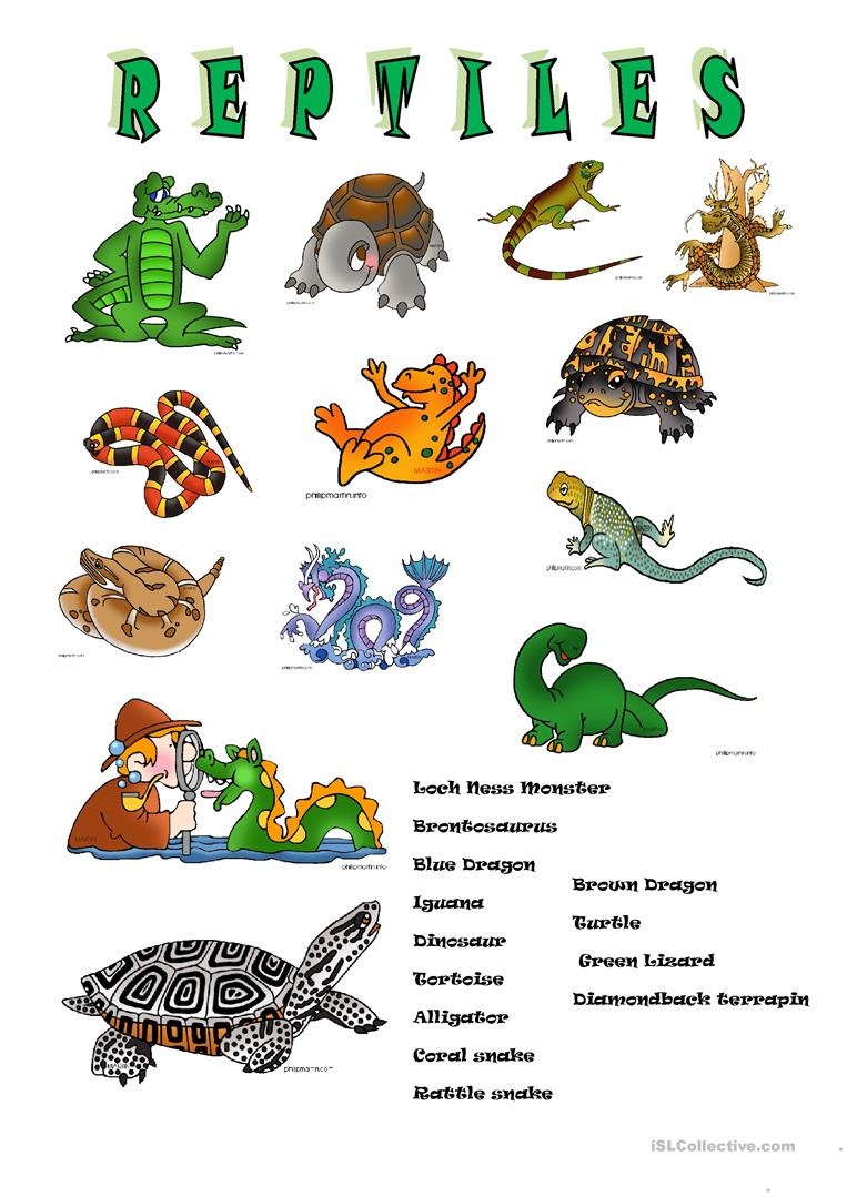 Reptile Lesson Plans For Kindergarten