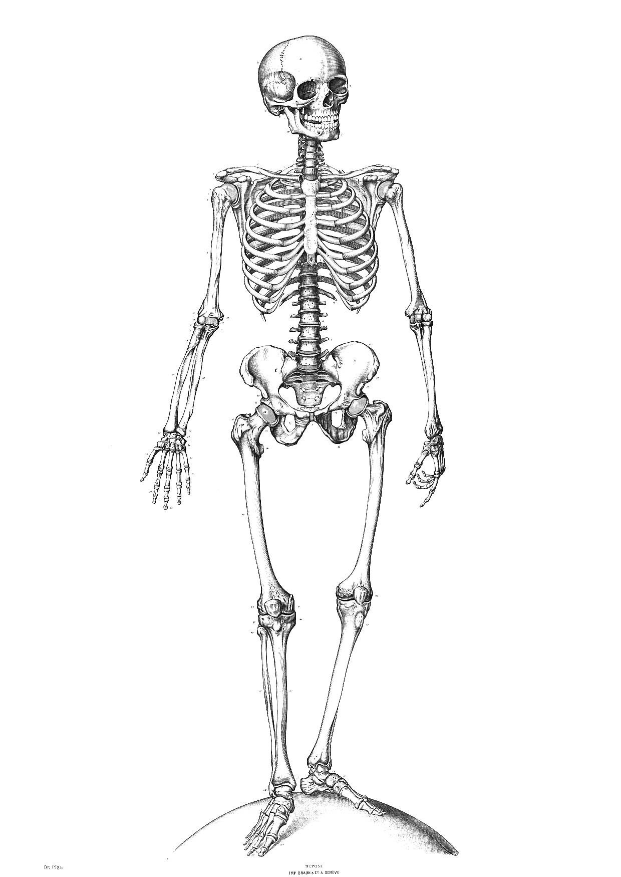 Skeleton Coloring Pages | All For The Kids! | Skeleton Drawings - Free Printable Skeleton Coloring Pages