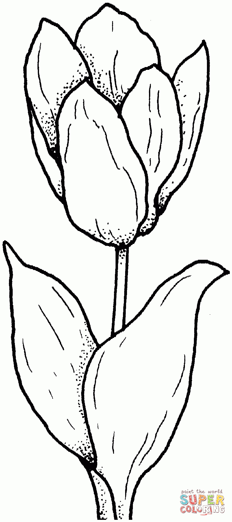 Tulip Coloring Page | Free Printable Coloring Pages - Free Printable Tulip Coloring Pages