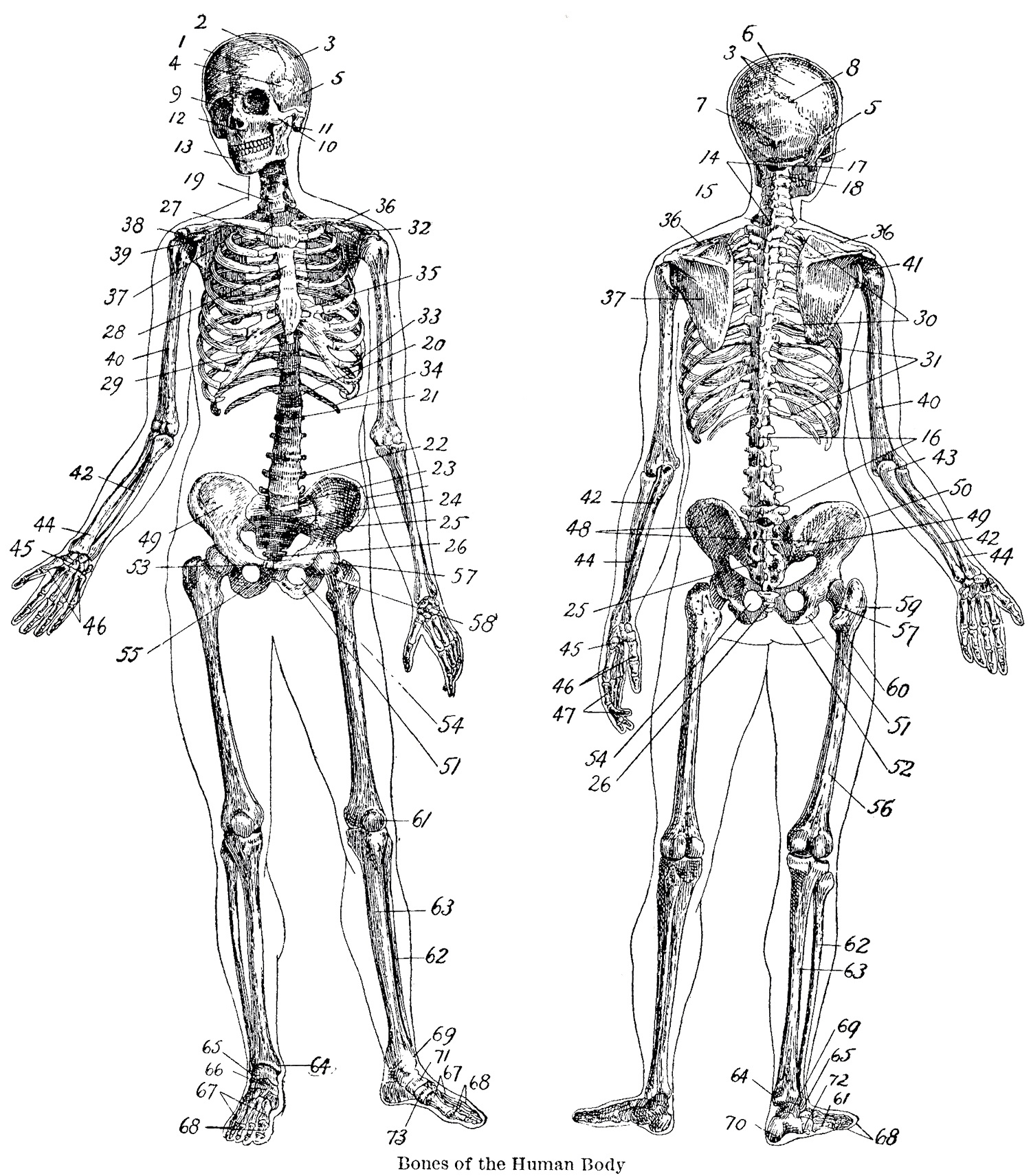 Vintage Anatomy Skeleton Images - The Graphics Fairy - Free Printable Anatomy Pictures