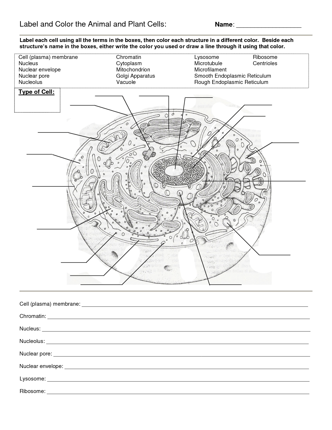 Cell Coloring Worksheet Answers