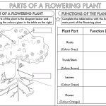 Year 3 Science: Parts Of A Plant Worksheetbeckystoke | Teaching   Free Printable Science Worksheets For Grade 2