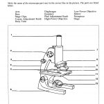 5 Best Images Of Light Microscope Diagram Worksheet Pound | Teaching   Free Printable Biology Worksheets For High School