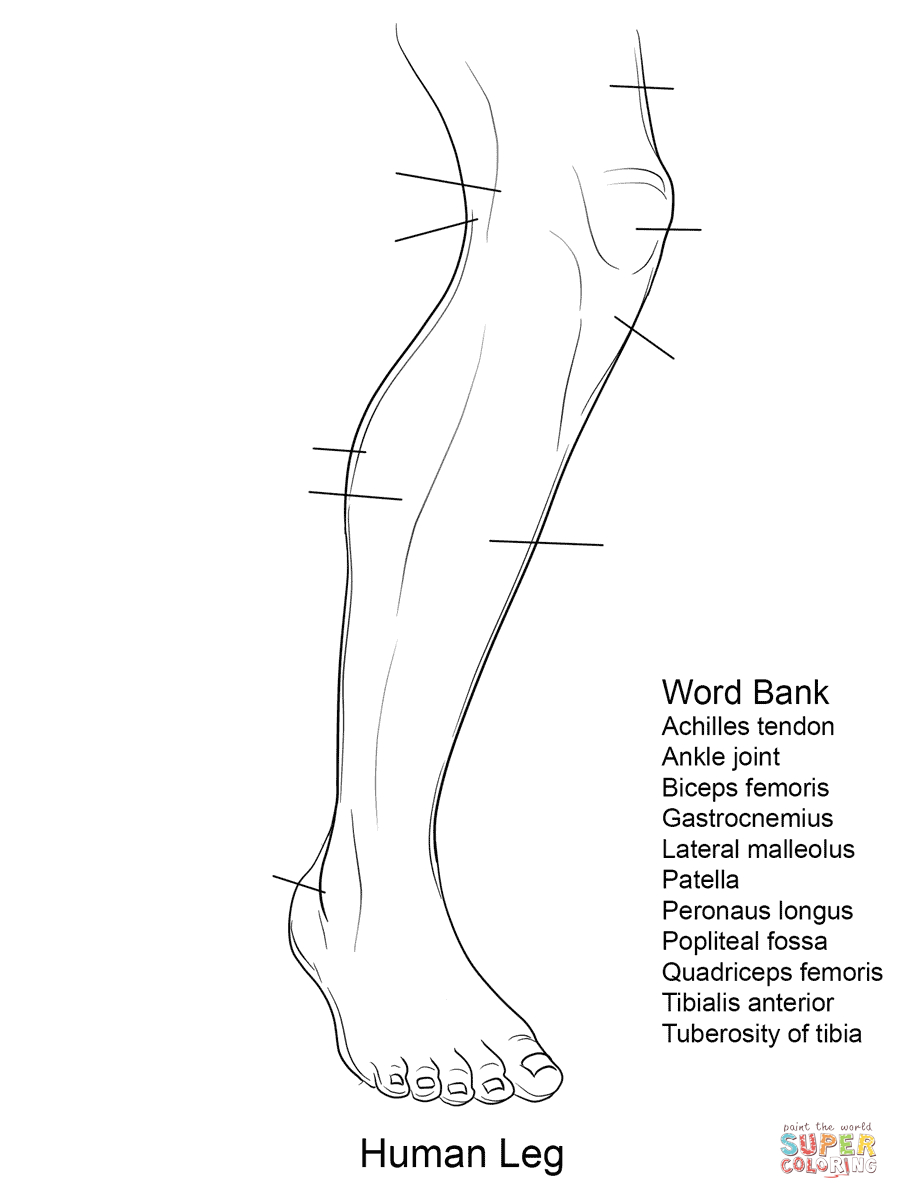 Anatomy Coloring Pages | Free Coloring Pages - Free Printable Human Anatomy Worksheets