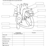 Anatomy Labeling Worksheets   Bing Images | Esthetics | Human Body   Free Printable Human Anatomy Worksheets