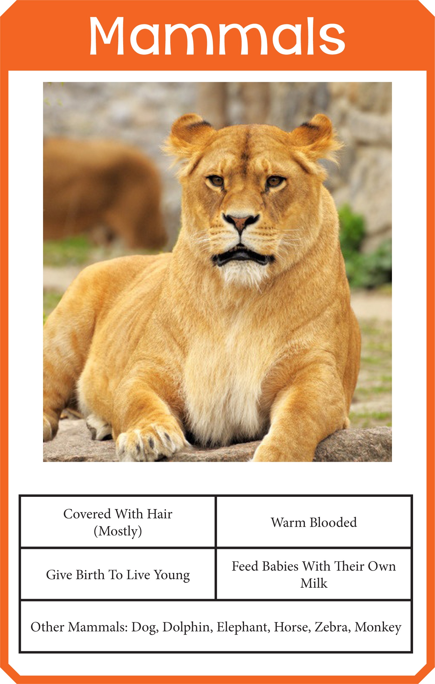 Animal Classification Cards » One Beautiful Home - Free Printable Animal Classification Cards