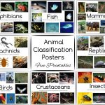 Animal Classification Posters And Games   Free Printables   Free Printable Animal Classification Cards