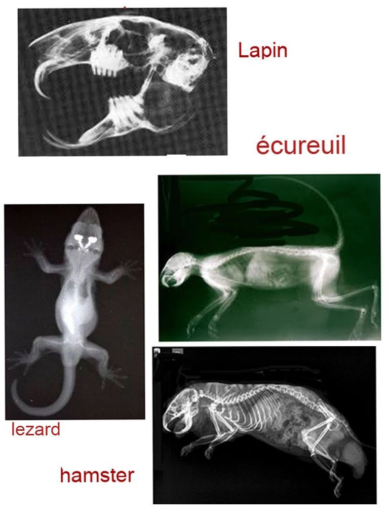 Animal XRays For Vet And Science Play When Im A Teacher