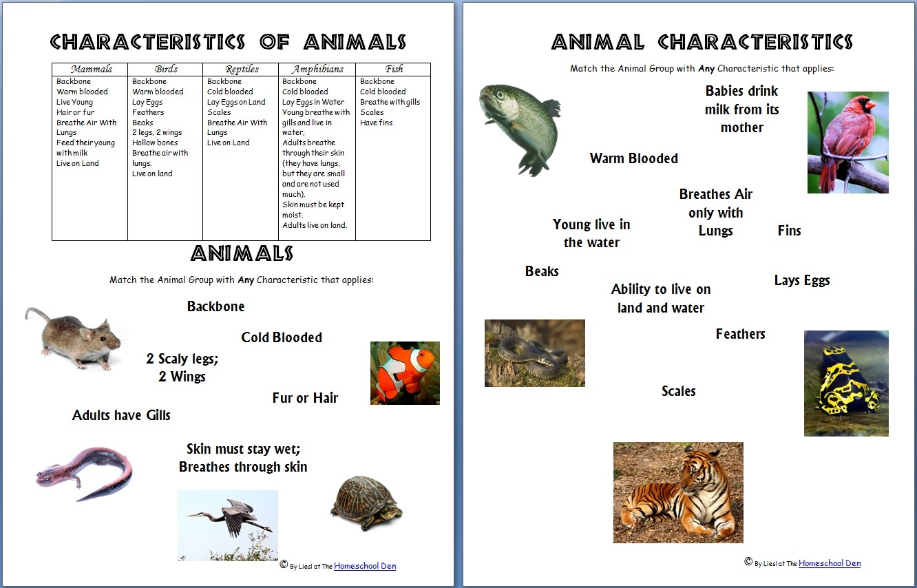 Animals And Their Characteristics (Free Worksheet) - Homeschool Den - Free Printable Animal Classification Cards