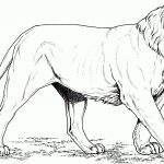 Asian Lion Coloring Page | Free Printable Coloring Pages   Free Printable Picture Of A Lion