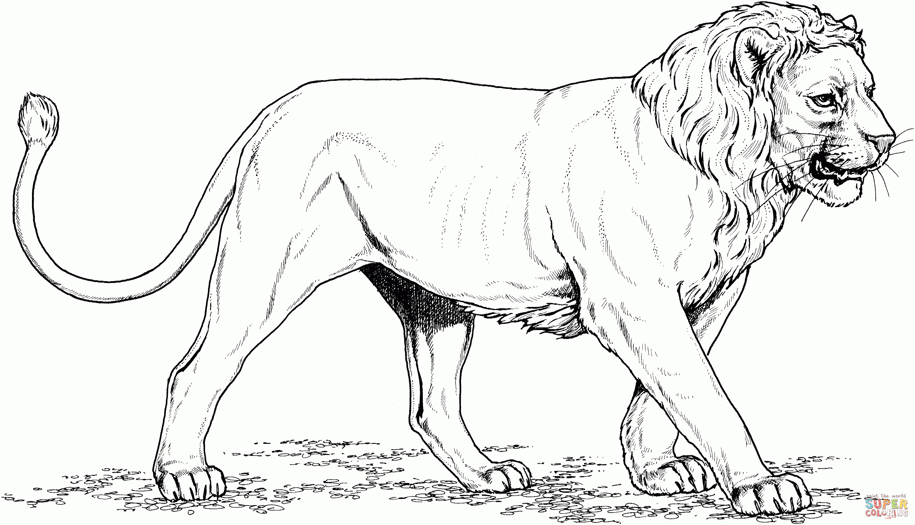Asian Lion Coloring Page | Free Printable Coloring Pages - Free Printable Picture Of A Lion