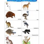 Australian Animals Worksheet   Free Esl Printable Worksheets Made   Free Printable Australian Animals