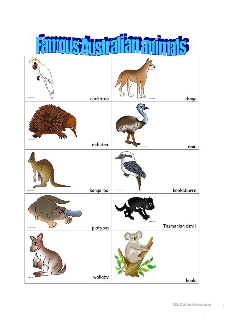Australian Animals Printables Free Printable Templates