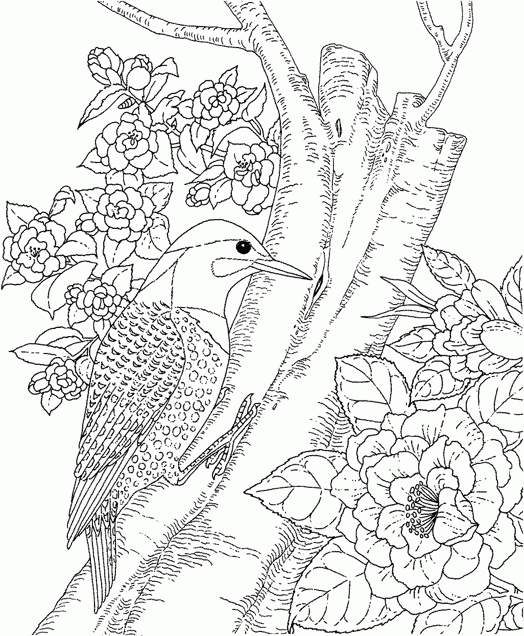 Backyard Animals And Nature Coloring Books Free Coloring Pages - Free Printable Nature Coloring Pages
