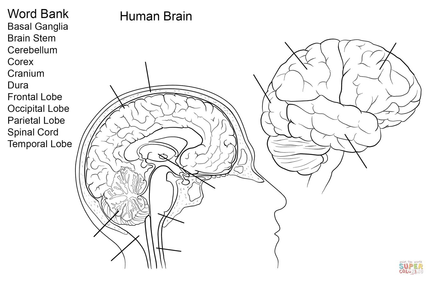 Brain Anatomy Worksheet Human Brain Worksheet Coloring Page Free - Free Anatomy Coloring Pages Printable