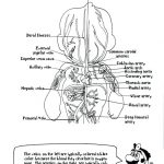 Coloring: Anatomy Coloring Pages Free 6 Printable 94 Cool And   Free Anatomy Coloring Pages Printable