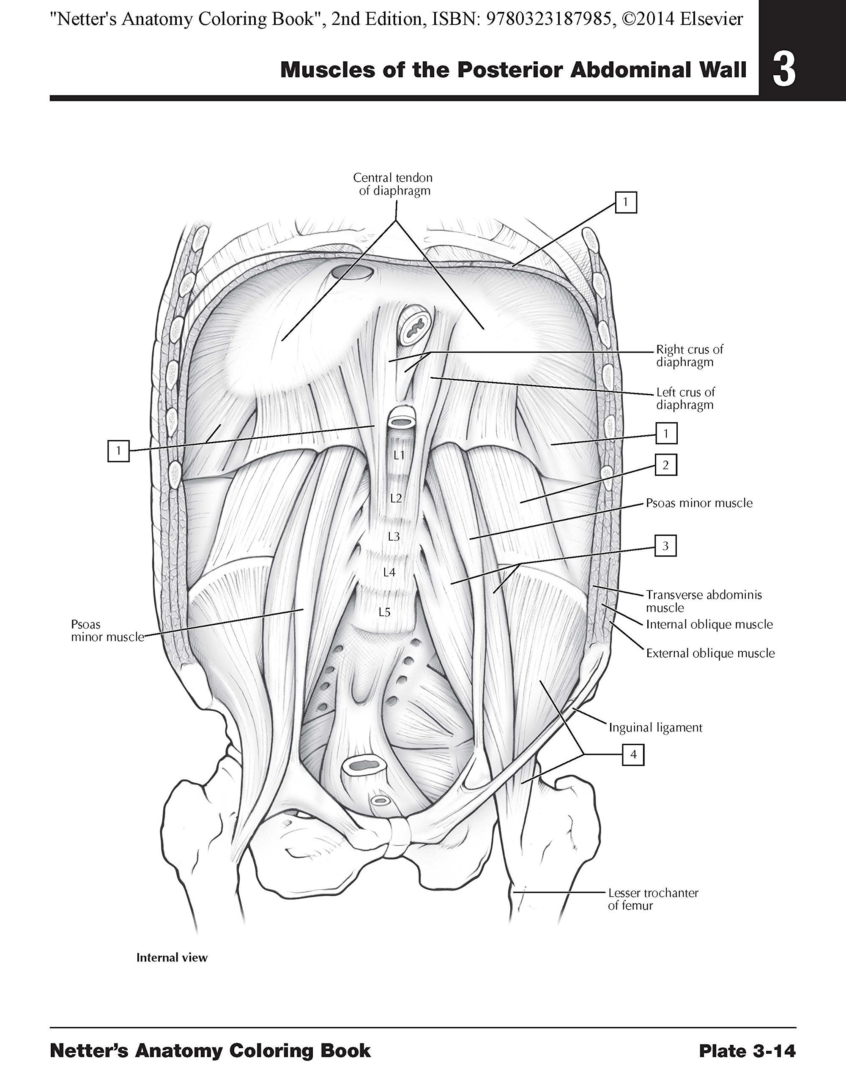 Free Printable Human Anatomy Coloring Pages Free Printable