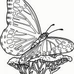 Coloring ~ Free Printable Butterfly Coloring Pages For Kids   Free Printable Butterfly Coloring Pages
